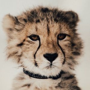 Meet your Posher, Annabelle